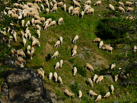 Flock of sheep near Samarina, Greece