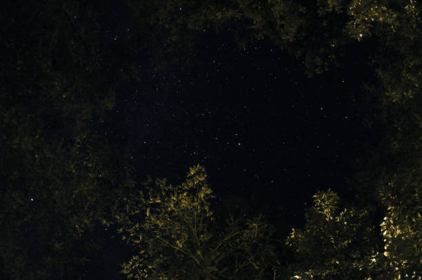 istock starry sky framed with leaves and branches of trees 1174592111