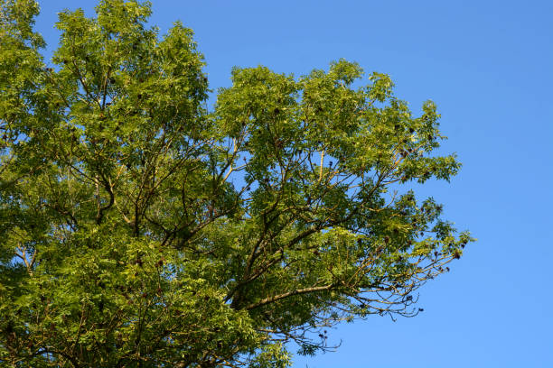 gran árbol de ceniza o fraxinus excelsior en frente de cielo azul claro - autumn blue botany clear sky fotografías e imágenes de stock