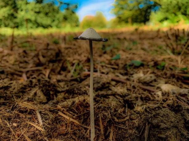 istock Long stemmed fungi 1174593101