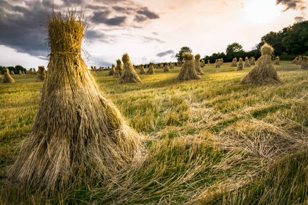 traditional irish haystacks - hayfield imagens e fotografias de stock