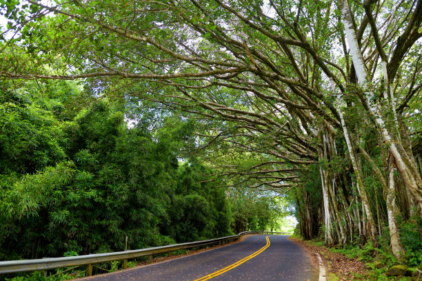 célèbre route à hana chargé de ponts étroits à une voie, virages en épingle à cheveux et des vues incroyables île, maui, hawaii - hawaii islands hana maui curve photos et images de collection