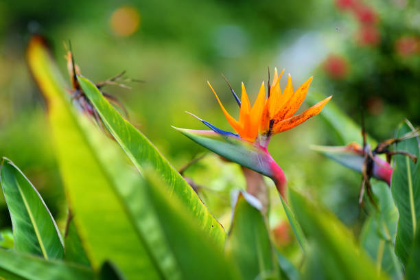 flor tropical de ave del paraíso, famosa planta encontrada en la isla de hawái - hawaii islands maui big island tropical climate fotografías e imágenes de stock