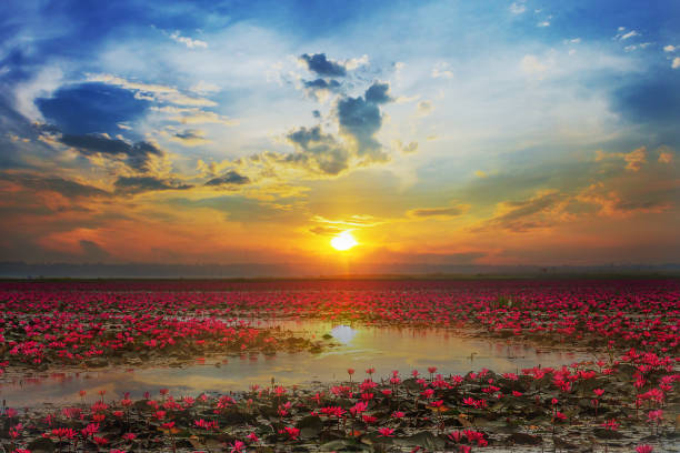Udon Thani , picture of beautiful lotus flower field at the red lotus Panorama View at sunrise stock photo