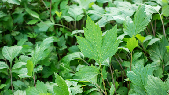 White Mugwort plant in a vegetable garden.