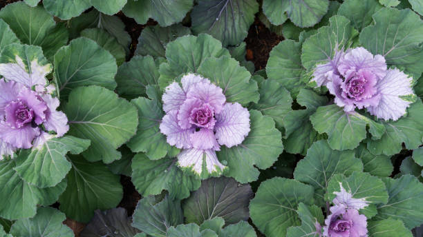 istock Ornamental cabbage (flowering kale) plant in a garden. 1174596529