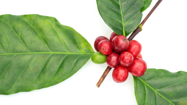 istock Fresh Arabica coffee beans and leaves on a white background. 1174596648