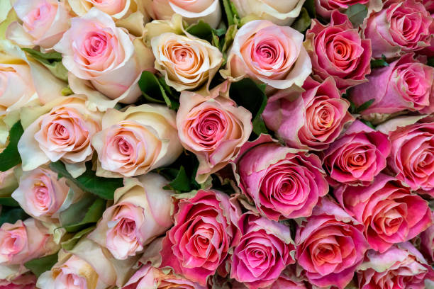 istock Beautiful  pink roses background. 1174596695