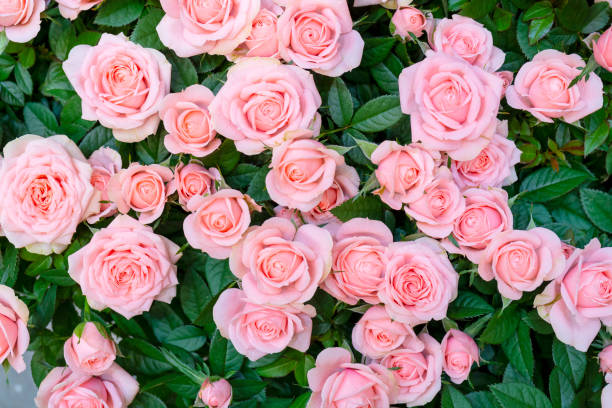 istock Beautiful  pink roses background. 1174596736