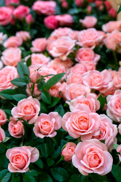 istock Beautiful pink roses background. 1174596812