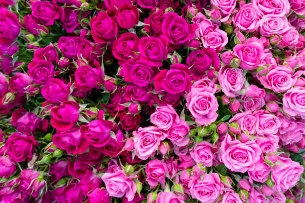istock Beautiful pink roses background. 1174596820