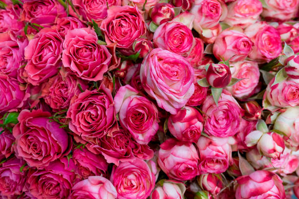 istock Beautiful pink roses background. 1174596867