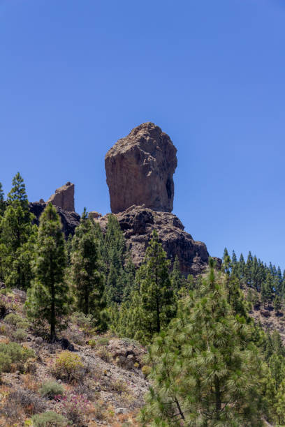 istock Roque Nublo above the pine trees 1174597568