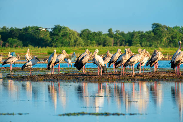istock Openbill stork is a large bird on the lake in Thailand. 1174597735
