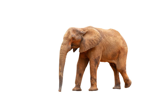 istock African elephant isolated on white background with clipping path. 1174598419
