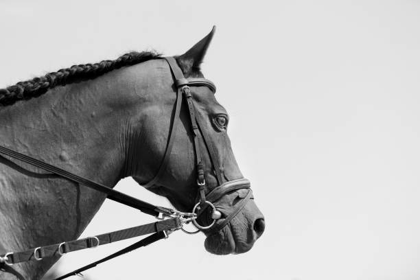 istock Young thoroughbred racehorse portrait on white background 1174598460