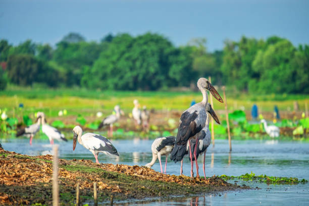 istock Openbill stork is a large bird on the lake in Thailand. 1174598837