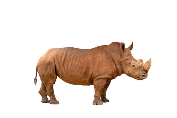 istock Rhino isolated on white background with clipping path. 1174599540