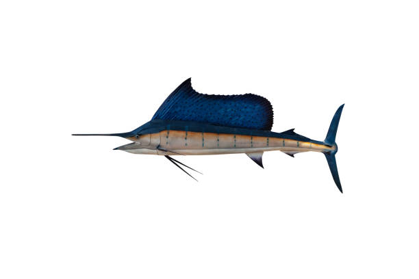 istock Marlin - Swordfish,Sailfish saltwater fish (Istiophorus) isolated on white background with clipping path 1174599900