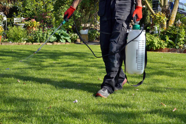 spritzen von pestiziden mit tragbaren sprühgeräten, um gartenkraut im rasen zu beseitigen. unkrautspray auf das unkraut im garten. der einsatz von pestiziden ist gesundheitsgefährdend. - wildpflanze stock-fotos und bilder