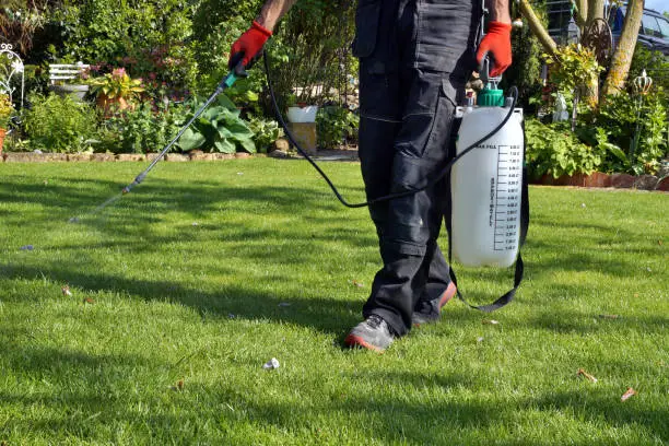Photo of spraying pesticide with portable sprayer to eradicate garden weeds in the lawn. weedicide spray on the weeds in the garden. Pesticide use is hazardous to health.