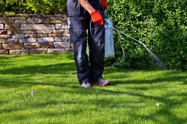 spraying pesticide with portable sprayer to eradicate garden weeds in the lawn. weedicide spray on the weeds in the garden. Pesticide use is hazardous to health. Weed control concept. weed killer series pest control photos stock pictures, royalty-free photos & images