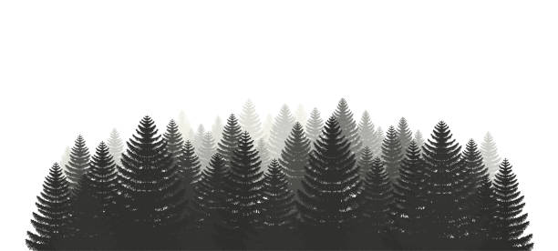 ilustrações, clipart, desenhos animados e ícones de floresta coniferous do pinho. silhuetas de árvores de coníferas evergreen, árvore de natal, abeto. camping - pine tree evergreen tree backgrounds needle