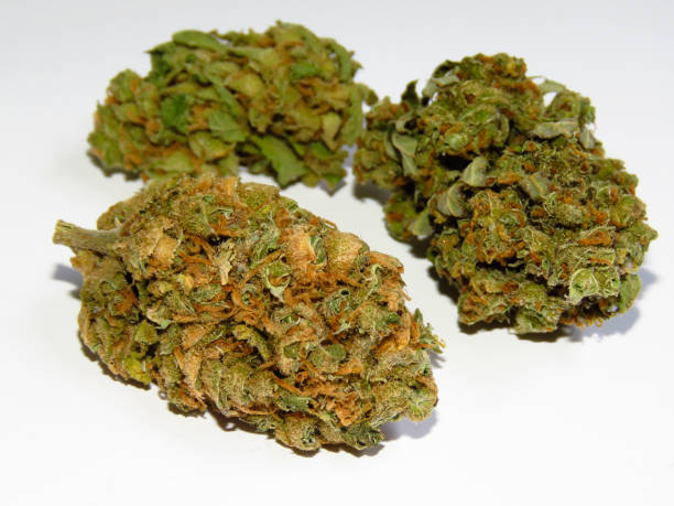 istock Medical cannabis buds - Lemon haze 1174601189