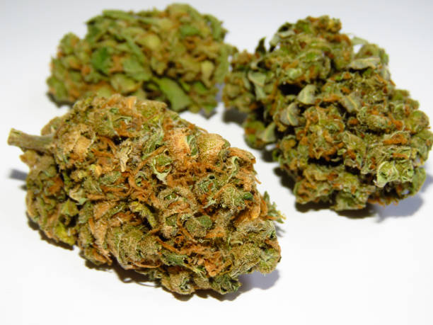 istock Medical cannabis buds - Lemon haze 1174601777
