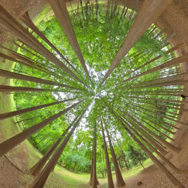 istock Little planet 360 panorama_Arboretum and Forest