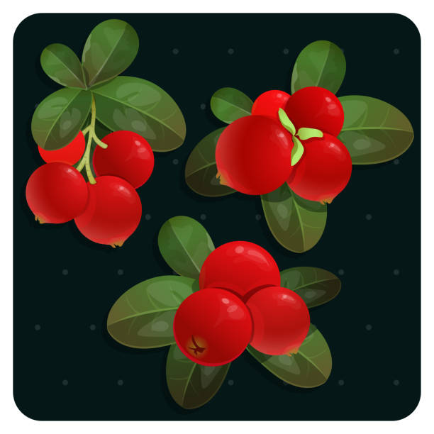 링곤베리 아이콘 벡터 일러스트레이션. 딸기 빈티지 디자인 템플릿입니다. 카우베리 삼림 식물 세트 - bearberry stock illustrations