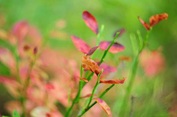 istock Bright and lush forest vegetation close-up 1174601874