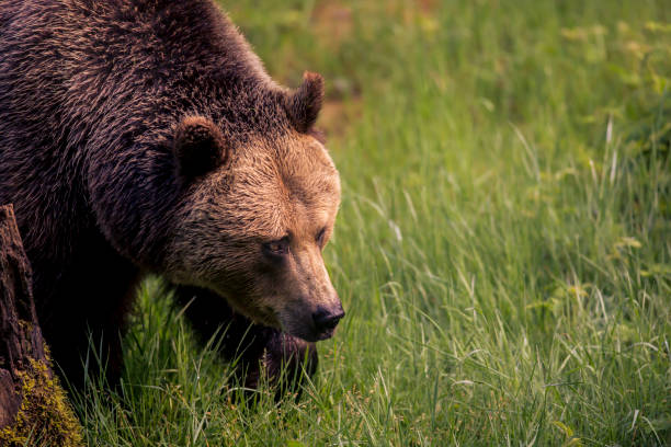 istock Big brown bear in nature. Fresh green background, fallen trees. 1174603106