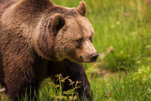 istock Big brown bear in nature. Fresh green background, fallen trees. 1174603180