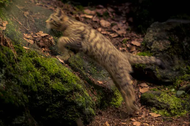 Photo of Motion blurred wild cat running and jumping in woods.
