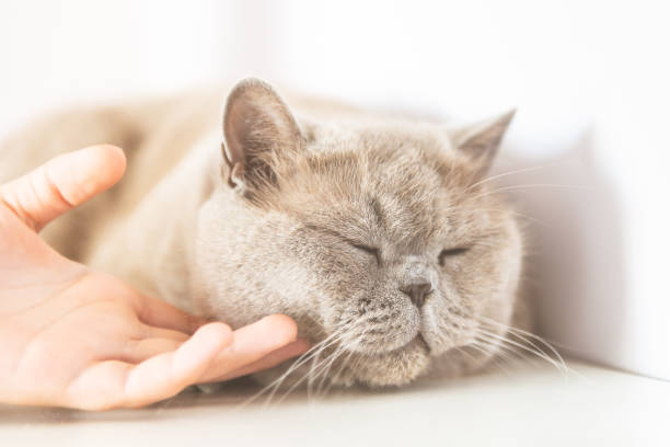 istock British Shorthair cat lying on white table 1174603396