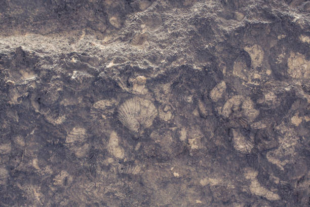 Stone texture
