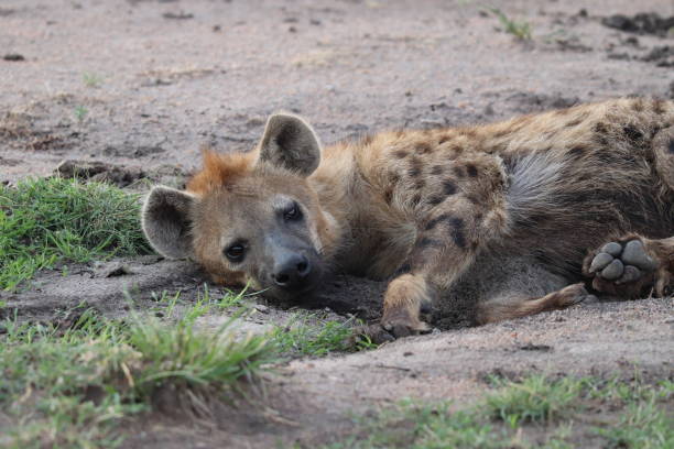 istock Spotted hyena resting, Masai Mara National Park, Kenya. 1174604364