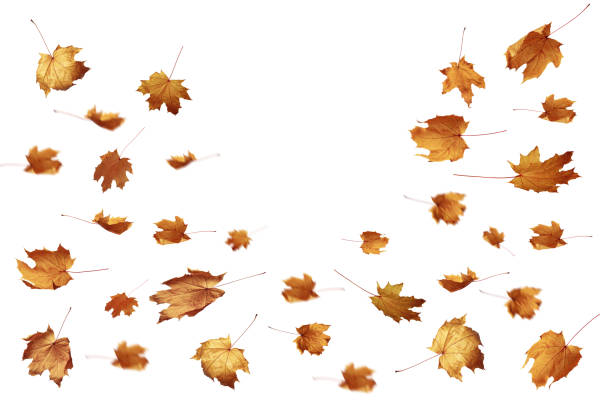 istock Autumn falling leaves on a white background as a graphic resource. 1174604624