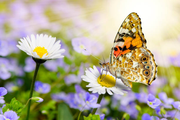 Close-up of a cabbage white butterfly (Pieris rapae) resting on a daisy flower in spring