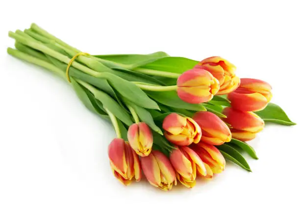 Tulips against white background close up