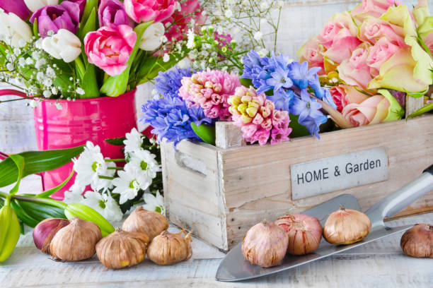 garden time springtime flowers - ornamental garden europe flower bed old fashioned imagens e fotografias de stock