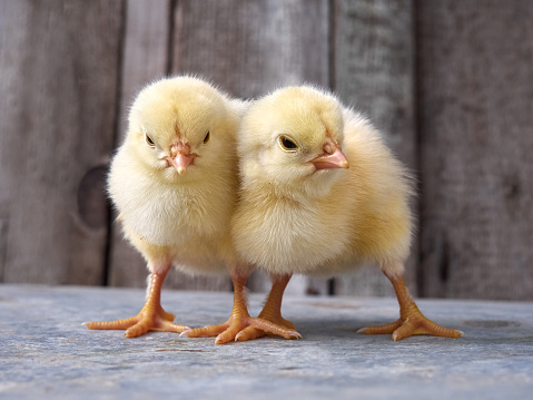 Two little yellow chickens on a wooden background.