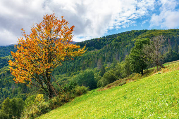 istock tree in orange foliage on the slope 1174616506