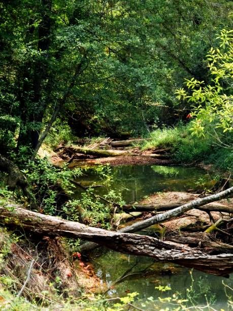 istock Fallen Trees Across The Creek 1174617645