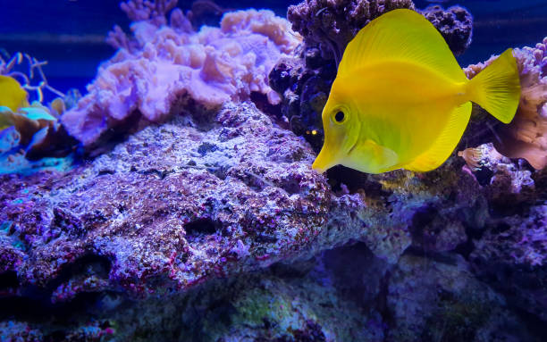 istock Tropical yellow Tang fish with corals in blue water 1174618162