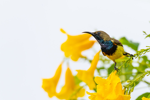 Male Olive-backed sunbird perching on Yellow Trumpet flower perch