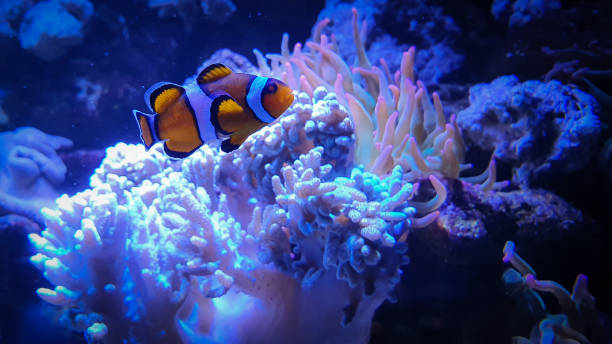 istock Tropical Clownfish, anemonefish with corals in blue water 1174619010