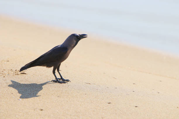 istock Crow eating fish food on beach 1174620154