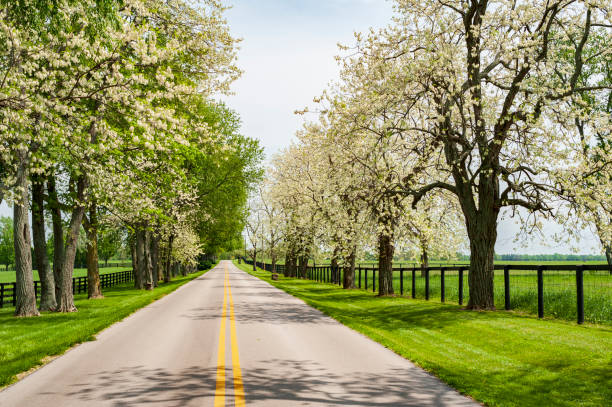 istock Country road in the Spring 1174621763